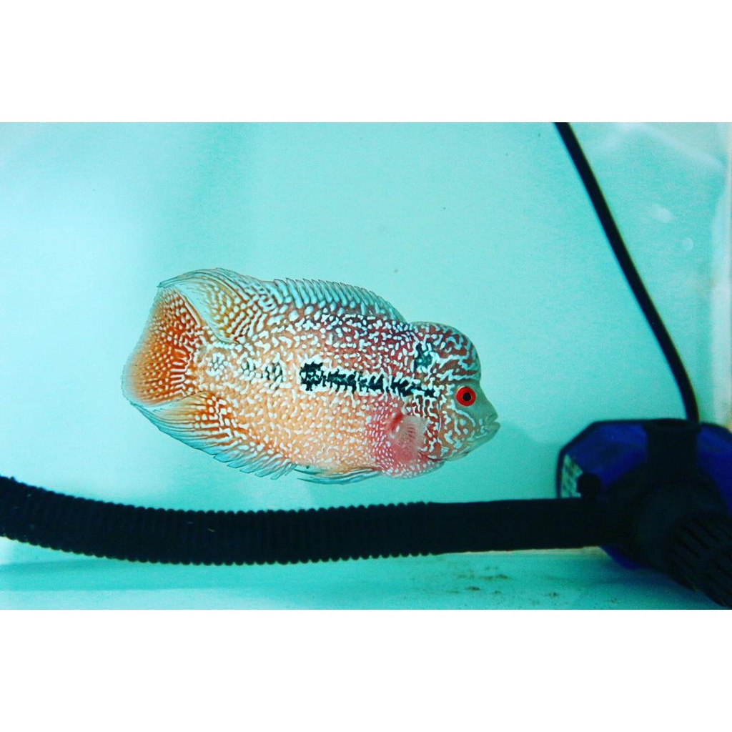 

IKAN LOHAN/LOUHAN SRD X CENCU SIZE 2-4(BELI 3GRATIS 1)