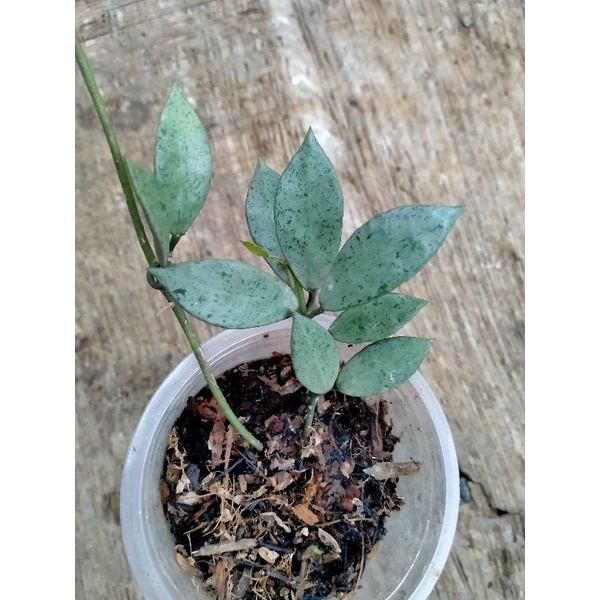 Hoya Lacunosa silver