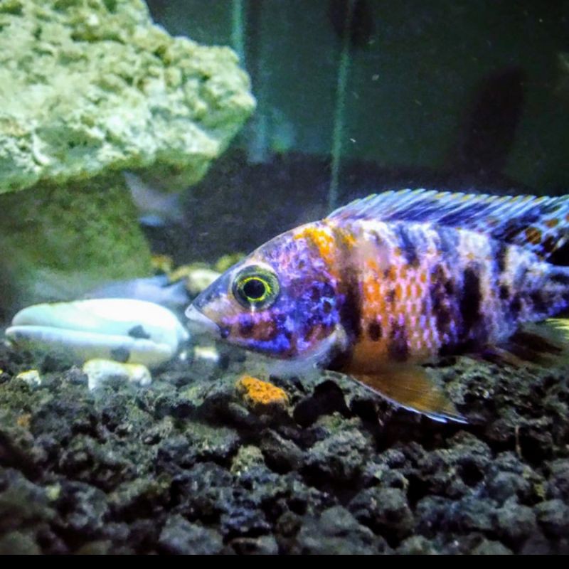 Ikan Hias Cichlid OB Peacock Aquarium