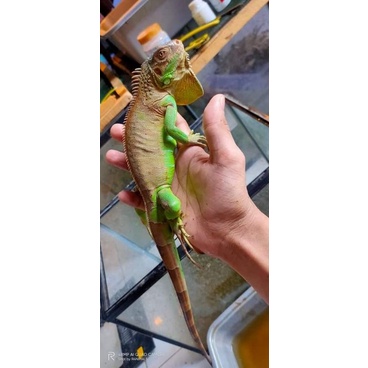 Red Iguana Juve Awal