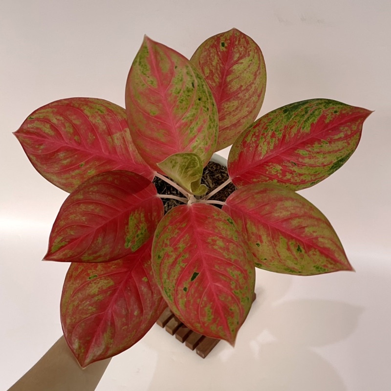 Aglaonema Red Exotic