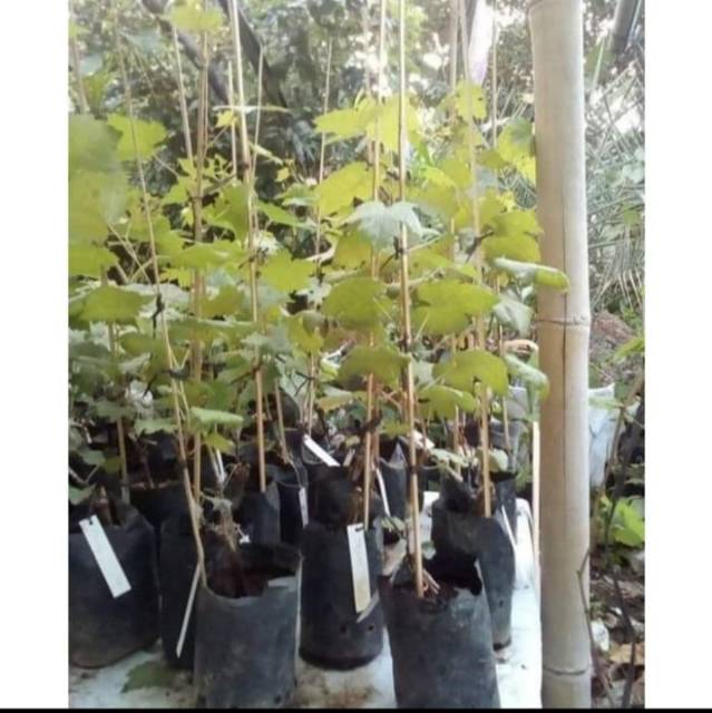 Bibit Anggur Import KYOHO Grafting