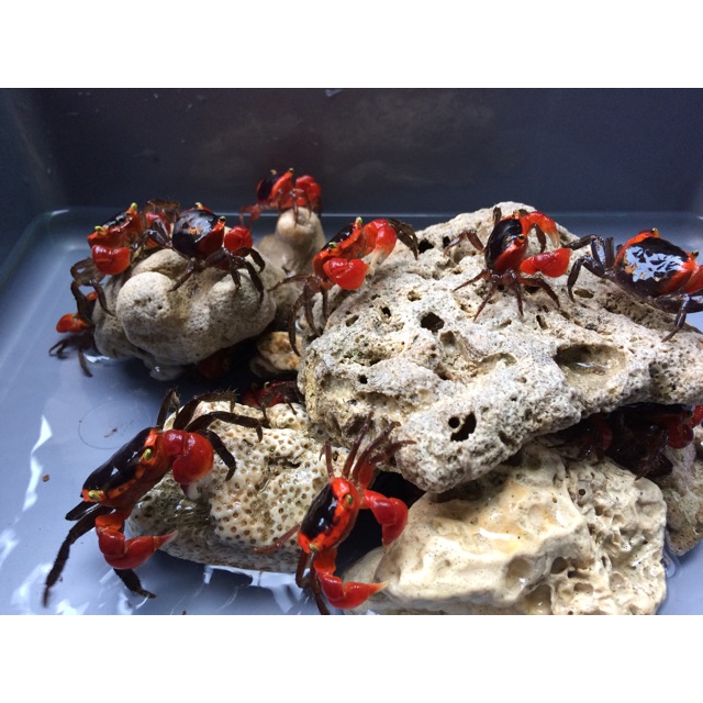 Jual Kepiting Hias Tawar (Neosartium Red Eye Purple Claw Crabs