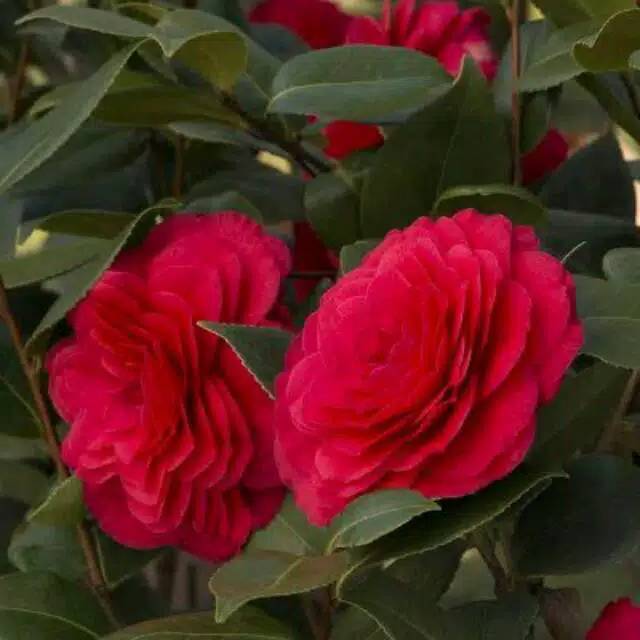 Bunga Camelia Merah