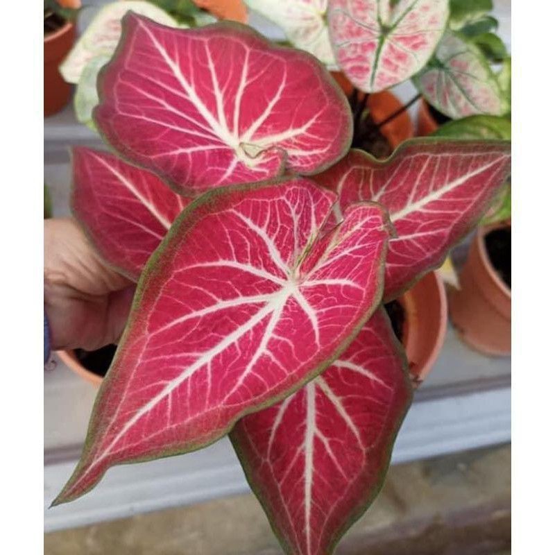 Promo umbi/Umbi hias caladium keladi/caladium hybrid thailand impor RICH OF THAI umbi