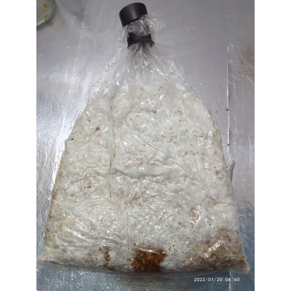 Bibit F2 jamur tiram abu-abu