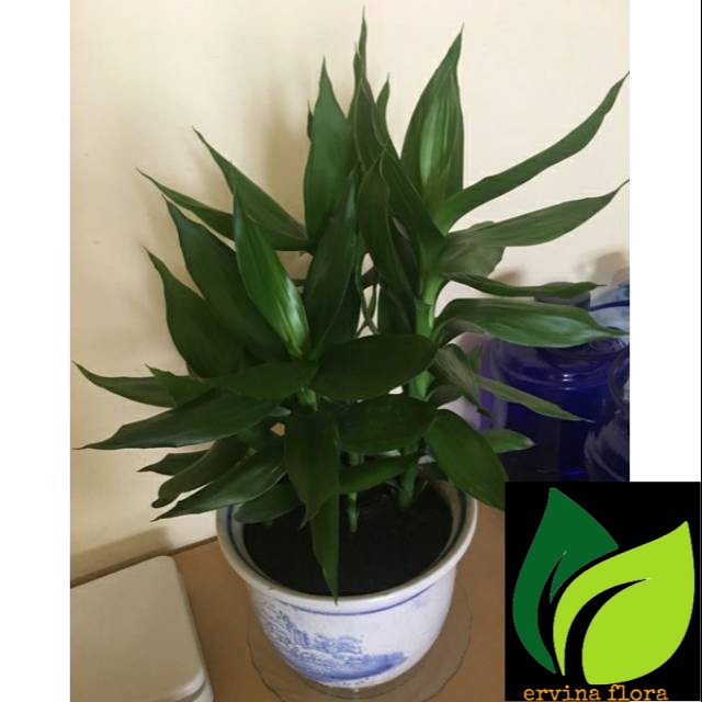 Tanaman Hias Sri Rejeki Hijau