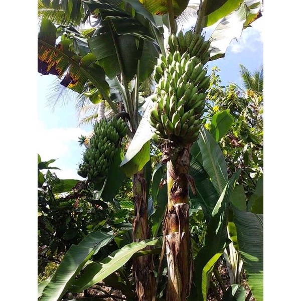 

30 Bibit pisang jantan asli originala khas lampung