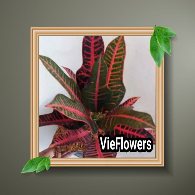 Tanaman hias - bibit Bunga Puring Pink Meridian