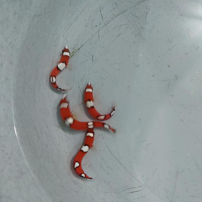 Terbaru Ikan Hias Air Laut Keling Merah