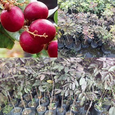 BiBIT TANAMAN CEPAT BERBUAH  Kelengkeng Merah Ruby Longan