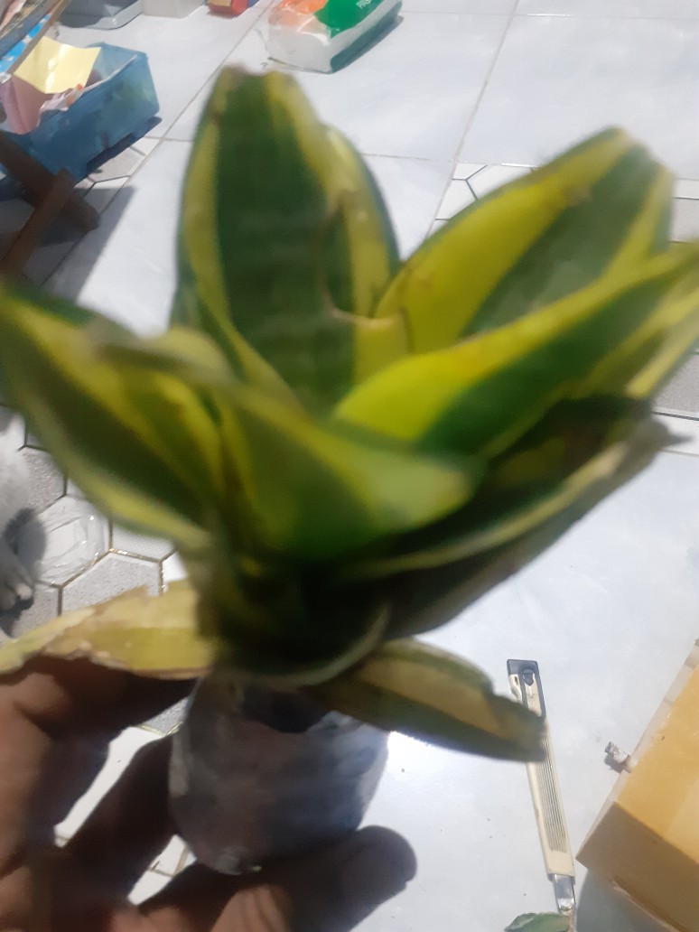 Tanaman Hias Sansivera Moon Shine