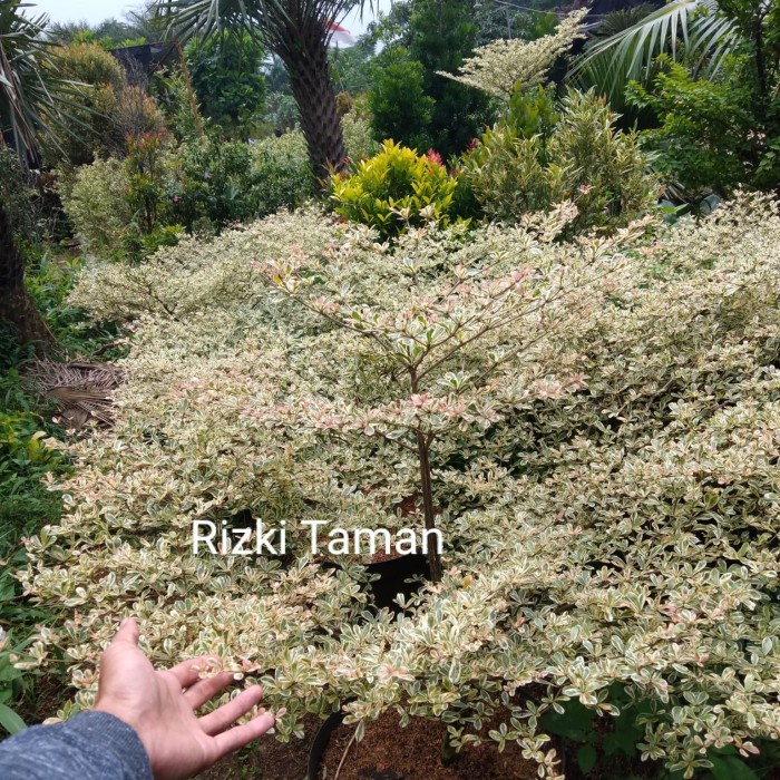 Ketapang kencana variegata asli