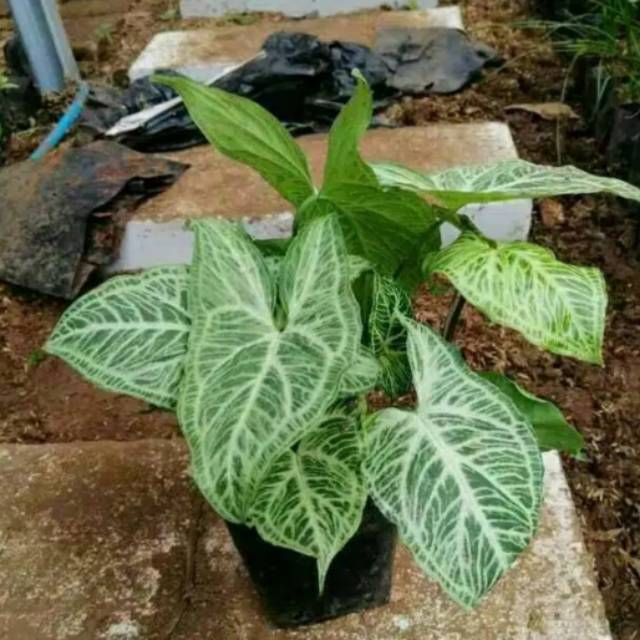 Tanaman Hias Keladi Syngonium Batik Keladi Batik Tanaman Hias Shopee Indonesia