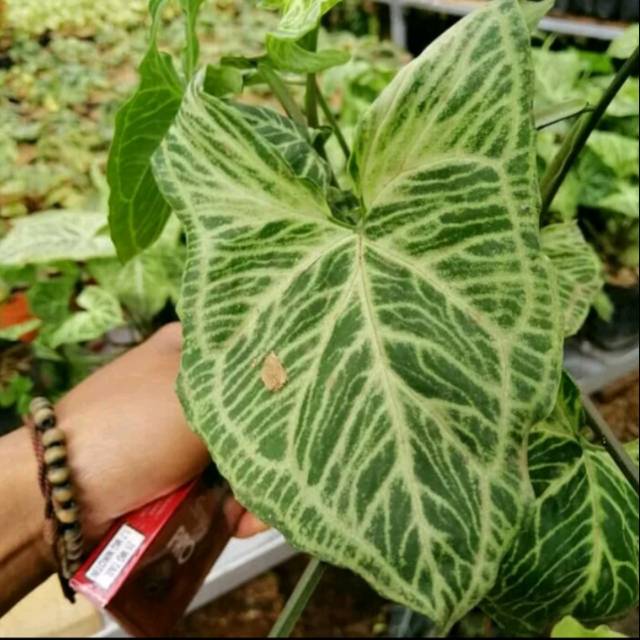 Tanaman hias syngonium batik - Tanaman syngonium batik