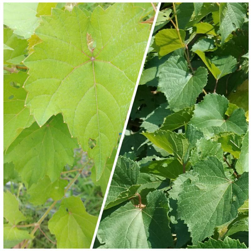 Promo Paket Freedom Poulsen Bibit Tanaman Anggur Rootstok 2 Tanaman