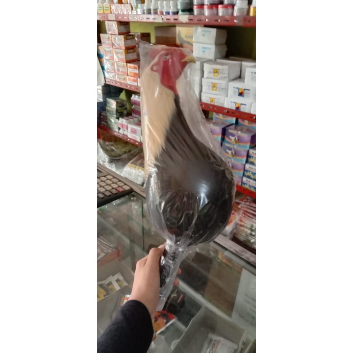 Boneka kepala Ayam jago aduan - Melatih fisik ayam aduan