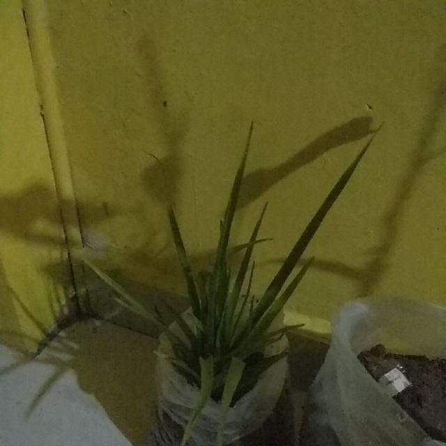 Bibit Tanaman Buah Durian Montong