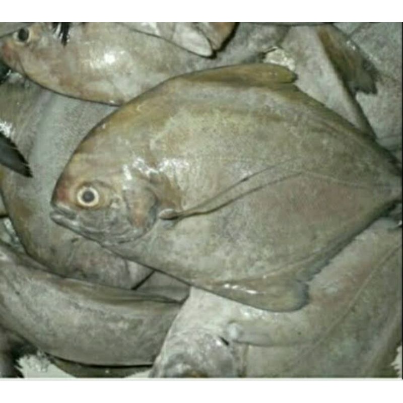 

ikan bawal laut