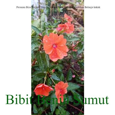 Impatiens Walleriana Orange Bunga Tumpuk Bunga gantung bunga tanah pacar air populer imfatiens indoo