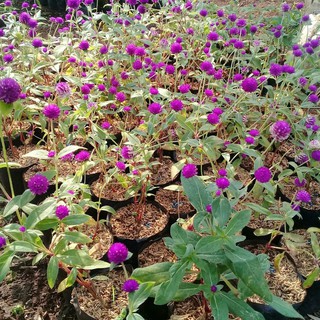 Jual Tanaman hias bunga kancing ungu - bunga ungu kecil | Shopee Indonesia