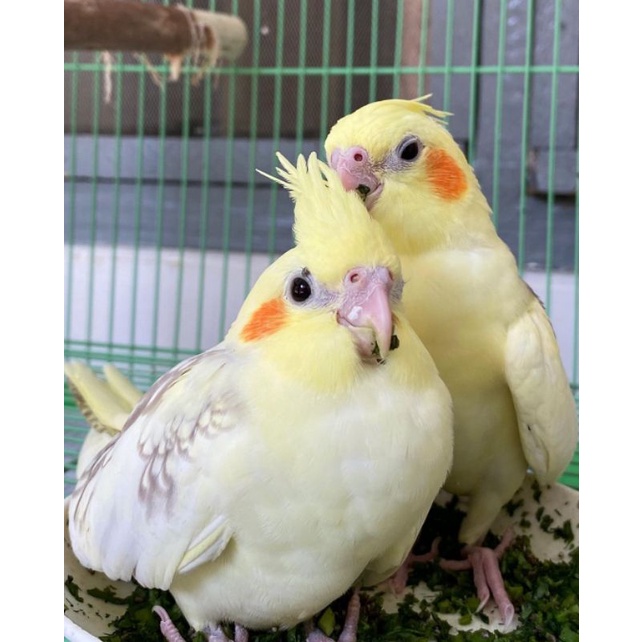 710 Gambar Burung Falk Jantan Dan Betina Gratis