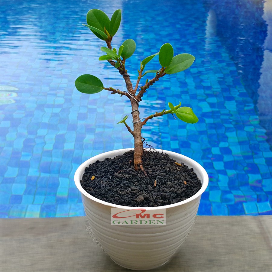 Tanaman Hias Pohon Bonsai Mame Beringin Korea Mini Dolar B-BK-016