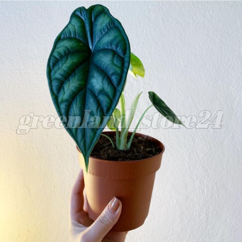 tanaman hias Alocasia dragon scale - alocasia - alocasia dragon scale - dragonscale