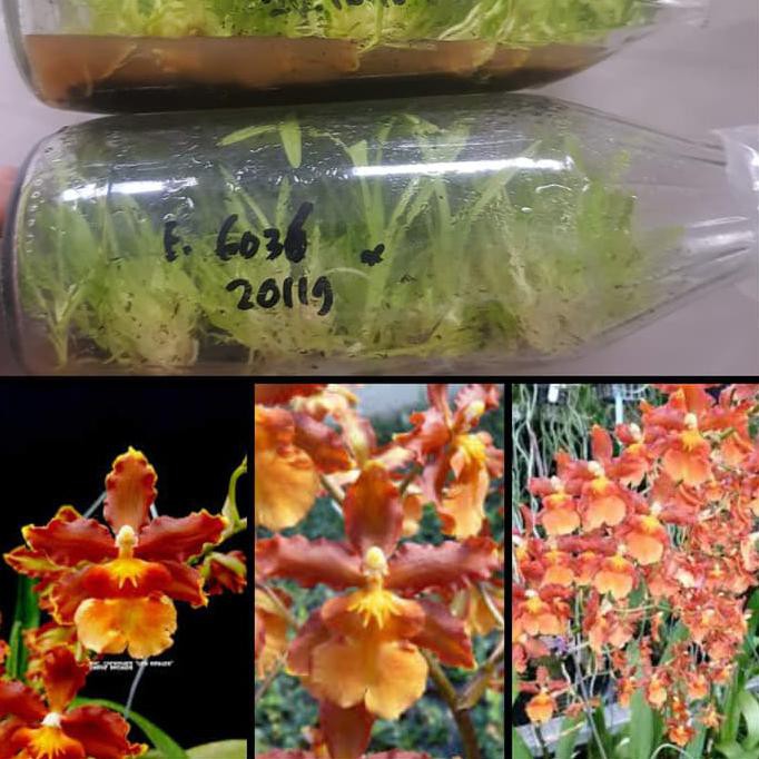 Ready...Ready...Ready...] Bibit Anggrek Spesies Dalam Botol - Oncidium Catatante Los Robles