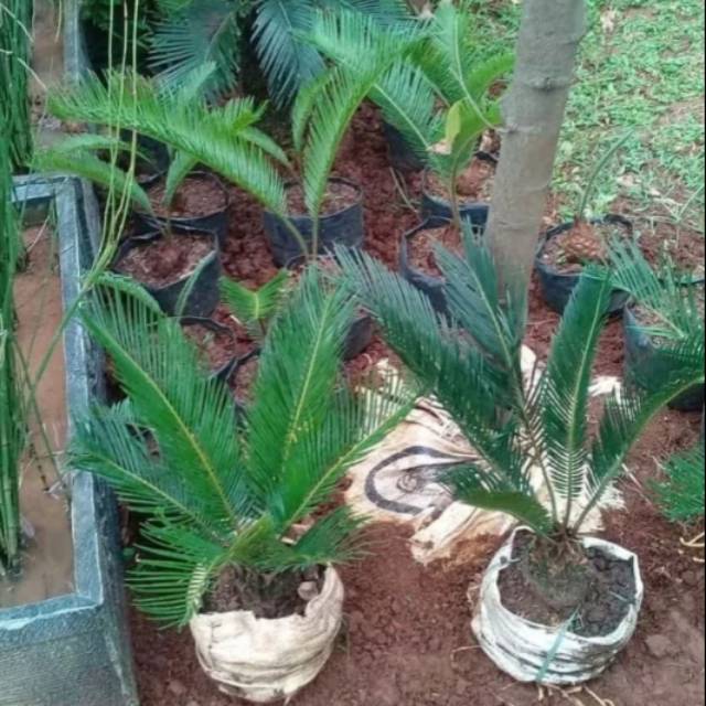 Tanaman hias palm sikas - palem sikas am taman