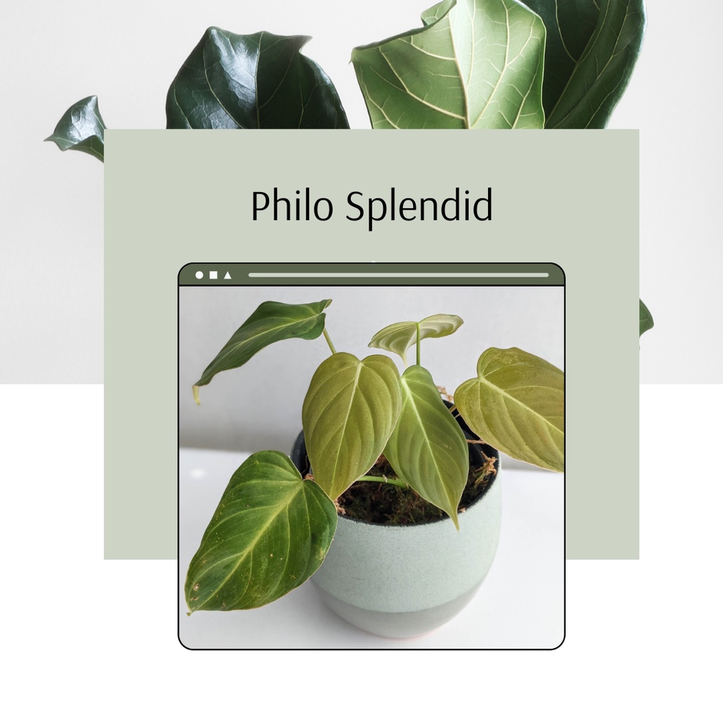 Tanaman Hias Philodendron Splendid Bunga Philo Splendid