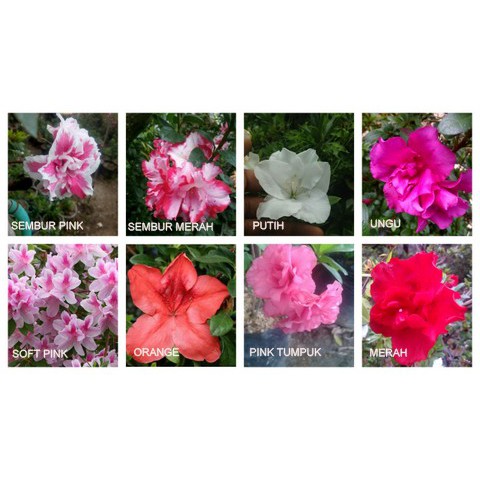 tanaman hias azalea tumpuk (Rhododendron) taman - warna terlengkap - Bunga Asalia