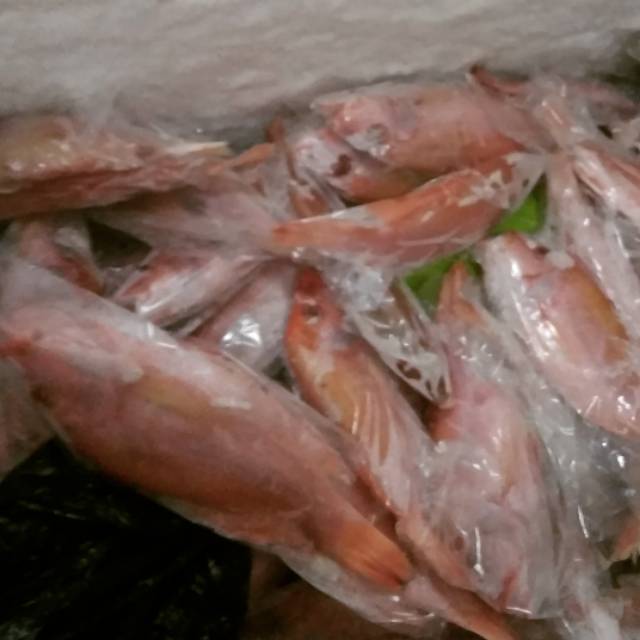 

Kakap Merah Segar