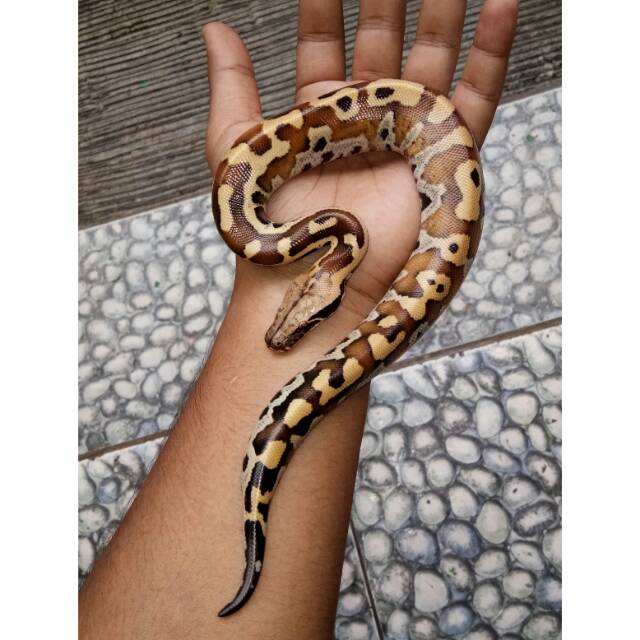 Baby Dipong / Blood Python