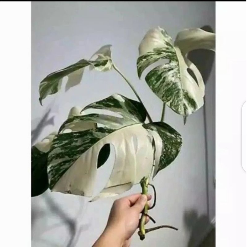 Bonggol monstera DELICIOSA VARIGATA