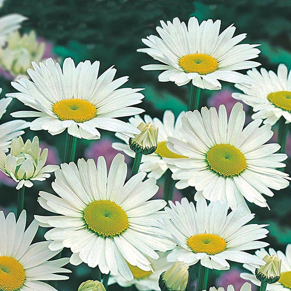 Benih Bibit Biji - Bunga Chrysanthemum Shasta Daisy Krisan Flower Seeds - IMPORT