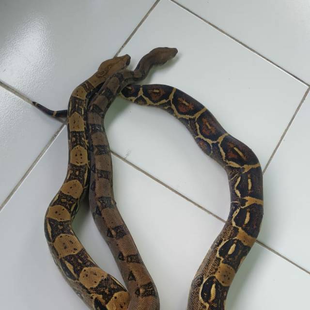 Boa Constrictor Imperator Shopee Indonesia