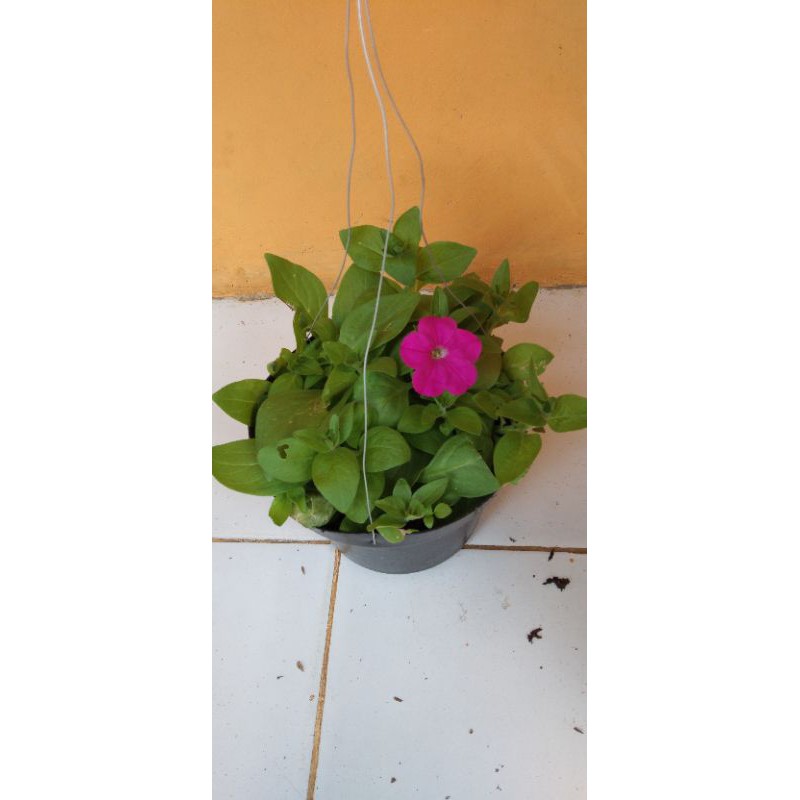 Bunga Petunia Gantung