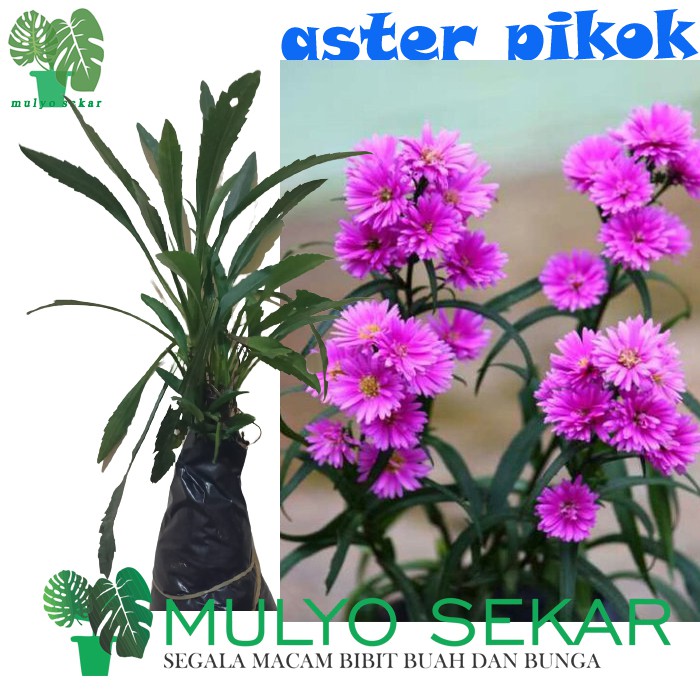 Bibit Tanaman Hias Bunga Aster Peacock /Aster Pikok Berbunga Bisa Pilih