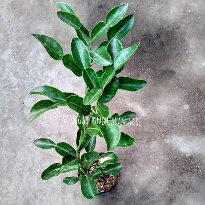 TANAMAN JERUK PURUT / BIBIT BUAH JERUK PURUT