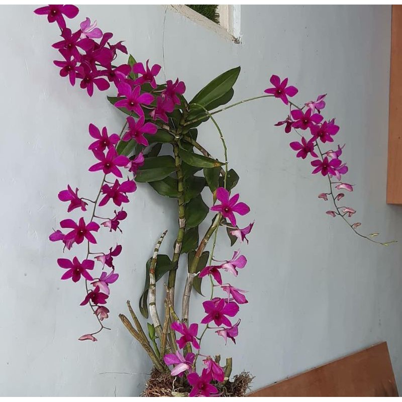 Dendrobium Bantimurung