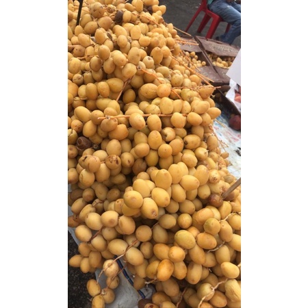 

Kurma Muda Fresh untuk Promil