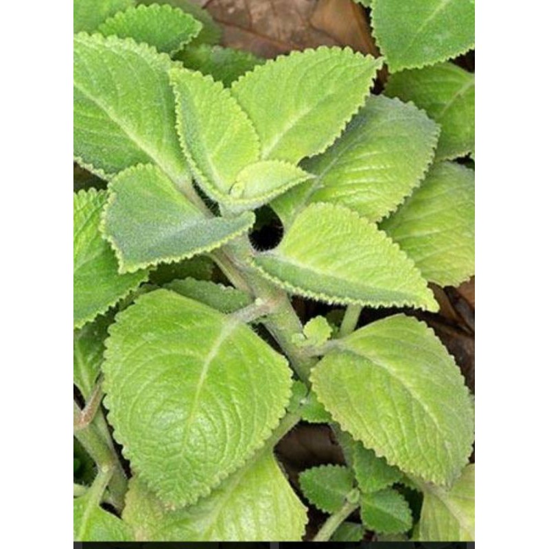 

Daun Jinten segar (coleus amboinicus Lour)