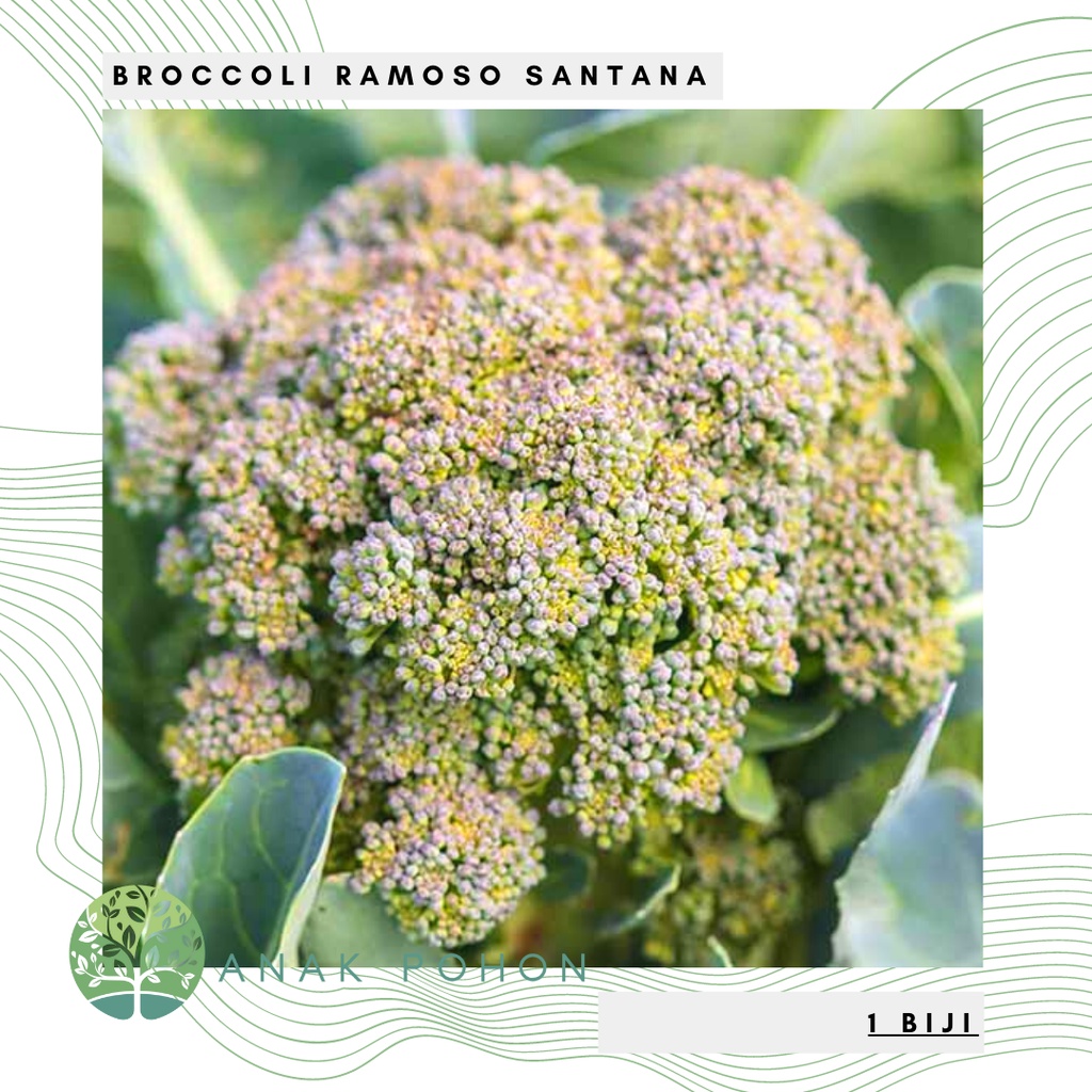 Benih Bibit Biji - Broccoli Ramoso Santana Brokoli Seeds - IMPORT