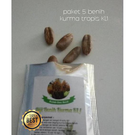 J* Ingat Kurma Tropis Bibit Benih Varietas Unggul Hibrida Kolak One Kl1 Pky