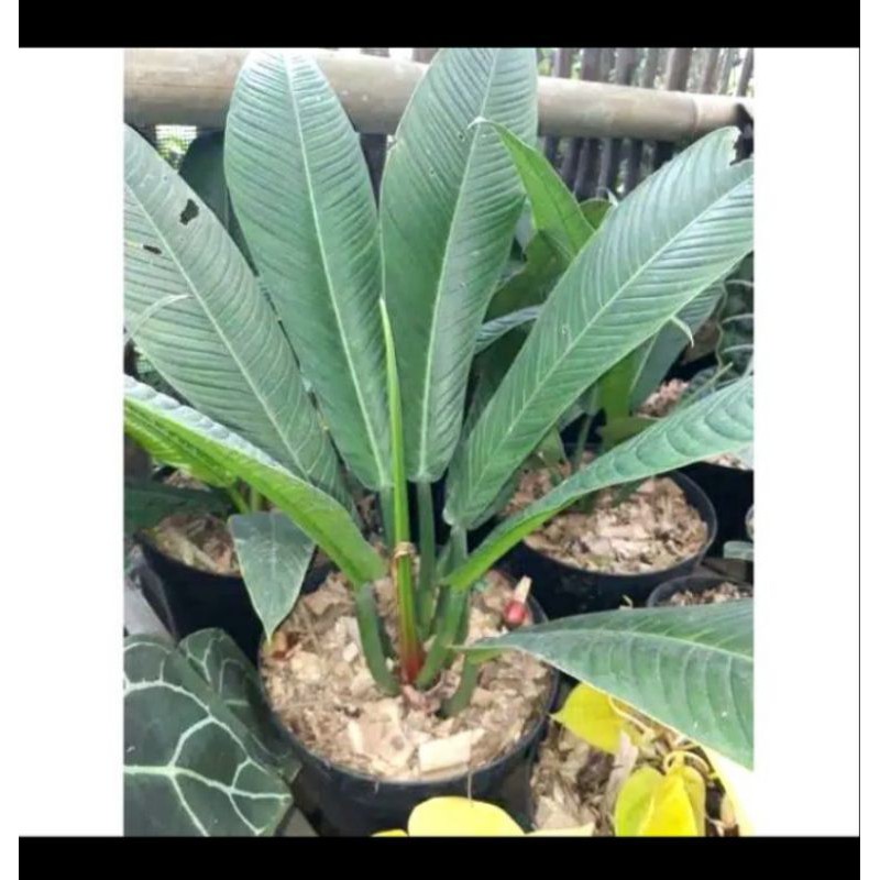 tanaman hias anthurium rinet