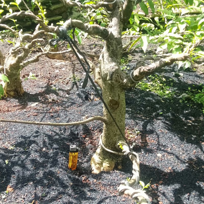 Pohon Bonsai Anting Putri