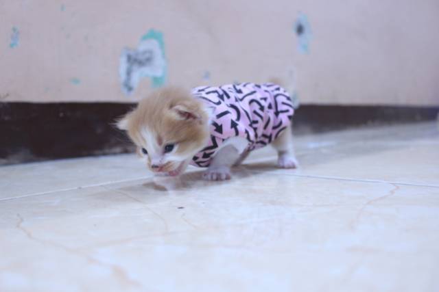 Kaos kucing oblong motif panah avatar pink lucu untuk kucing / baju kucing murah size S-XL