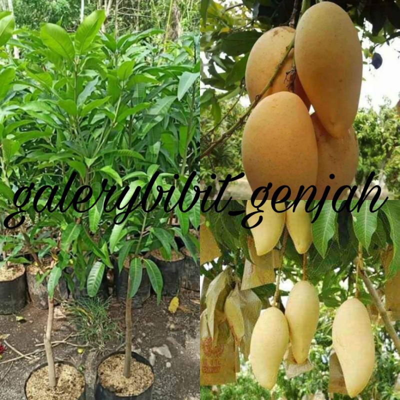 

MANGGA NAMDOKMAI OKULASII
