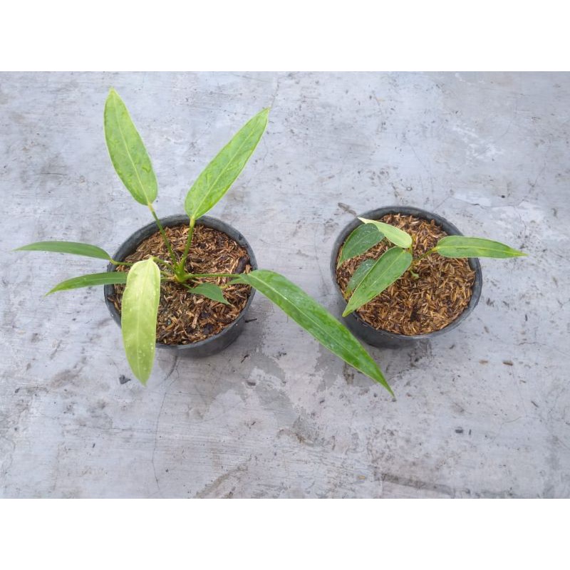 Paket Anthurium Spectabile